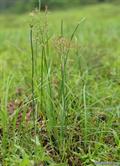 Cyperus rotundus